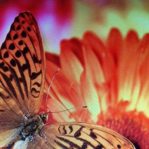 Meet your Posher, Lupe